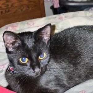 Meet your Posher, Ravs